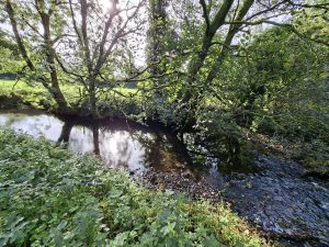The river Cynin viewed from the bank in Coed Sanclêr