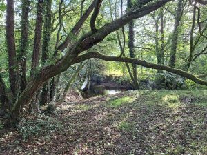 A glimpse of the river Cynin through trees