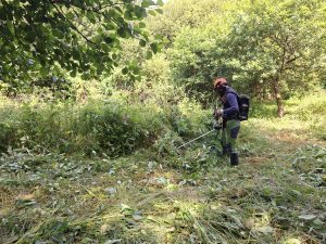 Volunteer clearing Himalayan Balsam using brushcutter